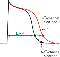 effects of potassium and sodium channels blockade on effective refractory period (ERP)