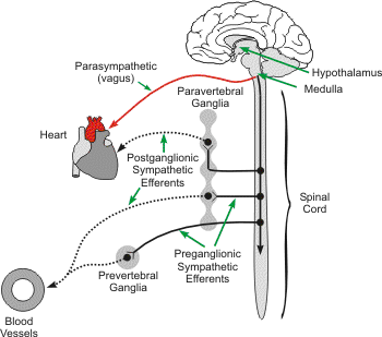 Preganglionic and postganglionic autonomic nerves and their innervation of heart and blood vessels Preganglionic and postganglionic autonomic nerves and their innervation of heart and blood vessels