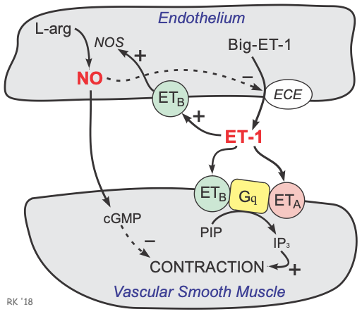 Endothelin pharmacology