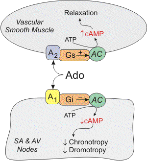 Adenosine binding to purinergic receptors in smooth muscle tissue and SA and AV nodes Adenosine binding to purinergic receptors in smooth muscle tissue and SA and AV nodes